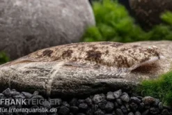 Leucorhynchos-Plattfisch, Süßwasserflunder, Achiroides leucorhynchos