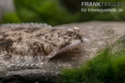Leucorhynchos-Plattfisch, Süßwasserflunder, Achiroides leucorhynchos