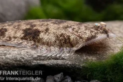 Leucorhynchos-Plattfisch, Süßwasserflunder, Achiroides leucorhynchos