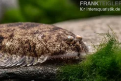 Leucorhynchos-Plattfisch, Süßwasserflunder, Achiroides leucorhynchos