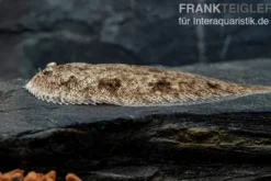 Leucorhynchos-Plattfisch, Süßwasserflunder, Achiroides leucorhynchos