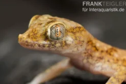 Lichtensteins Dünnfingergecko, Stenodactylus sthenodactylus