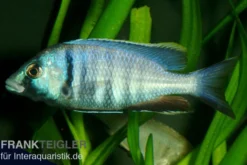 Likomamaulbrüter, Placidochromis electra "Black Face"