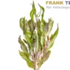 Lilablättriges Papageienblatt, Alternanthera lilacina, Bund