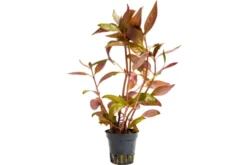 Lilablättriges Papageienblatt, Alternanthera lilacina, im Topf