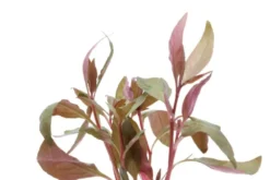 Lilablättriges Papageienblatt, Alternanthera lilacina, im Topf