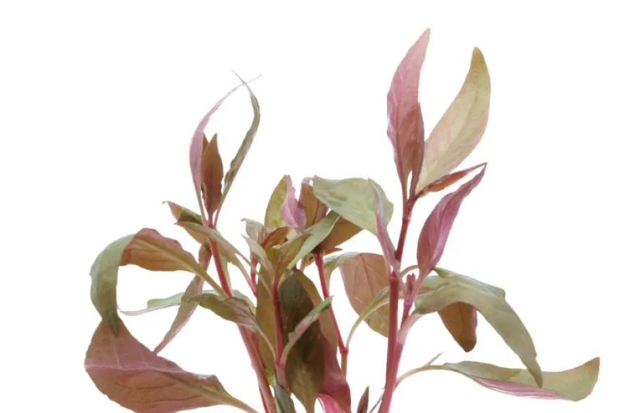 Lilablättriges Papageienblatt, Alternanthera lilacina, im Topf