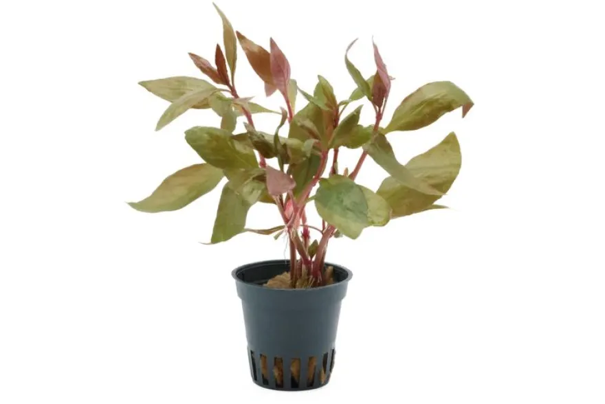 Lilablättriges Papageienblatt, Alternanthera lilacina, im Topf