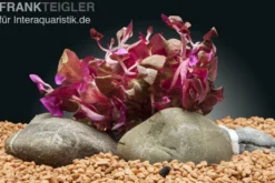 Lila Papageienblatt, Alternanthera reineckii "Lila", In Vitro
