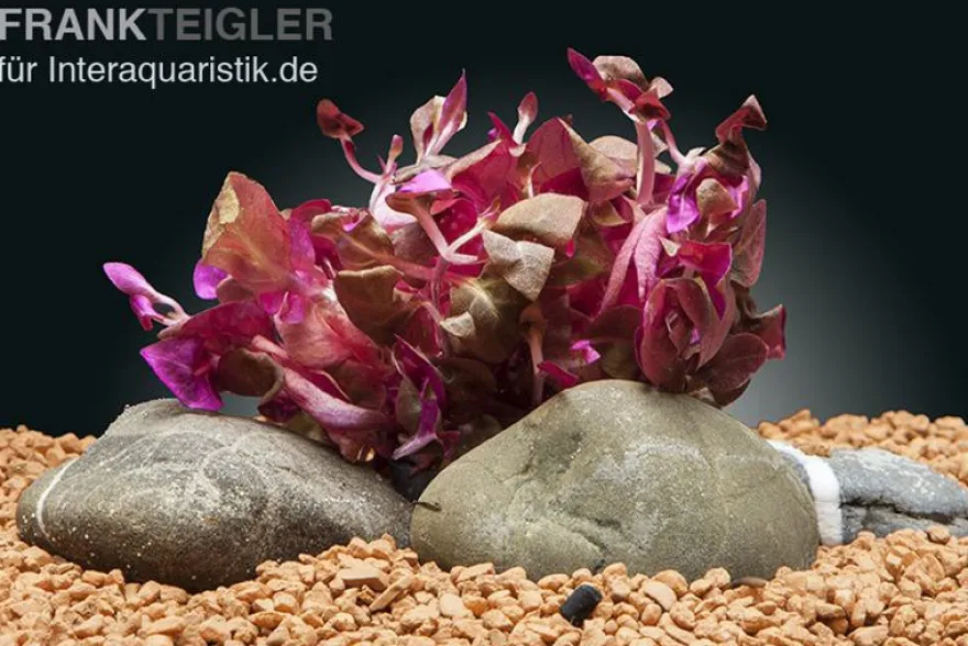 Lila Papageienblatt, Alternanthera reineckii "Lila", In Vitro