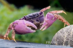 Lila Spider Crab, Neosarmatium sp. Purple, Zufällig ausgewählt