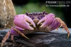 Lila Spider Crab, Neosarmatium sp. Purple, Zufällig ausgewählt