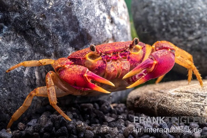Lila Süßwasserkrabbe, Globithelphusa "indian lilac", Zufällig ausgewählt