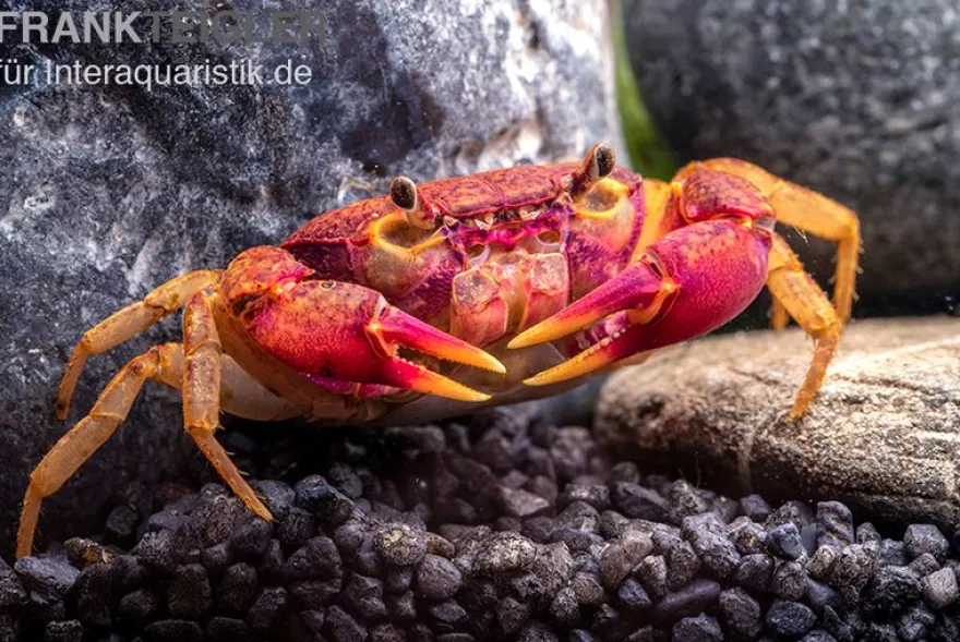 Lila Süßwasserkrabbe, Globithelphusa "indian lilac", Zufällig ausgewählt