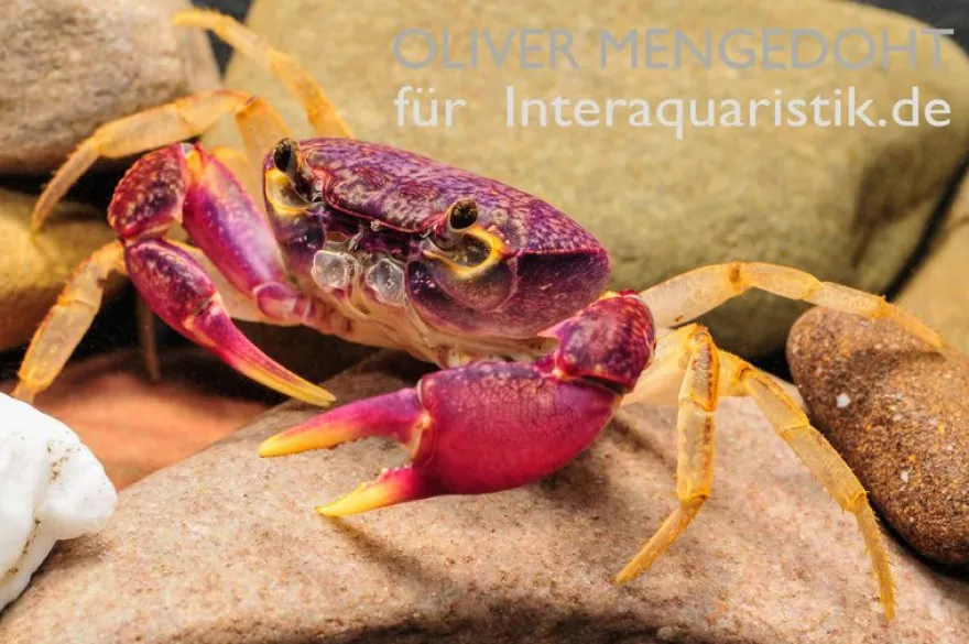 Lila Süßwasserkrabbe, Globithelphusa "indian lilac", Zufällig ausgewählt