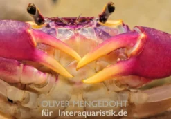 Lila Süßwasserkrabbe, Globithelphusa