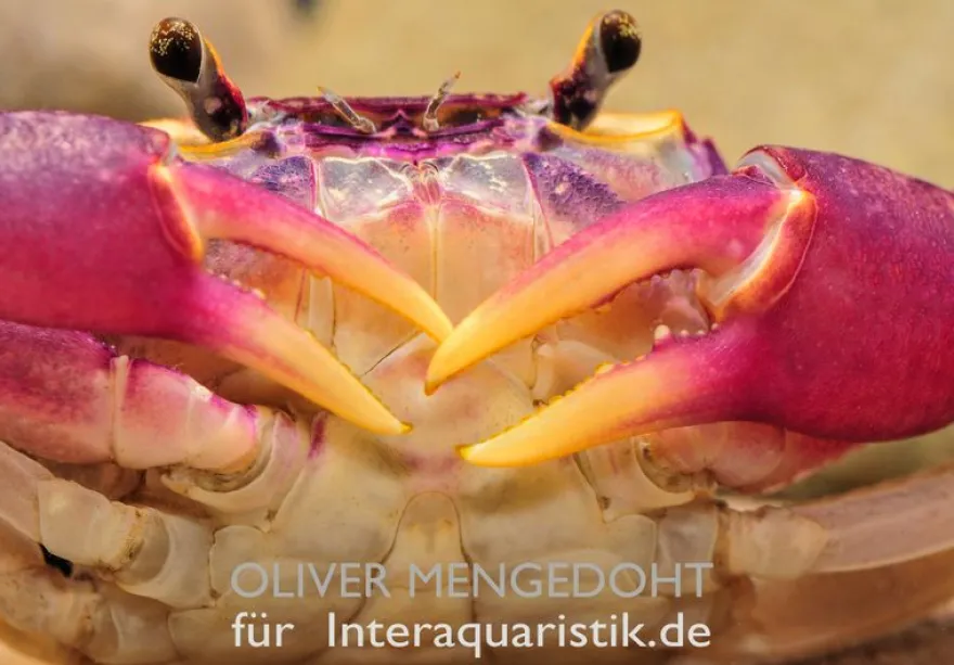 Lila Süßwasserkrabbe, Globithelphusa "indian lilac", Zufällig ausgewählt