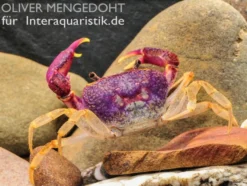 Lila Süßwasserkrabbe, Globithelphusa