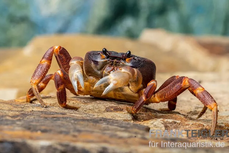 Lila Weihnachtsinselkrabbe, Gecarcoidea humei, Zufällig ausgewählt