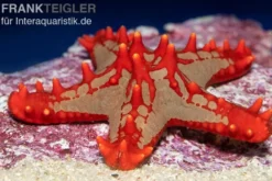 Lincks-Walzenseestern, Protoreaster linckii
