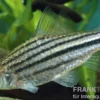 Linienbarbe, Barbus johorensis