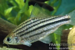 Linienbarbe, Barbus johorensis