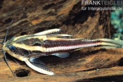 Liniendornwels, Platydoras costatus, 4-5 cm