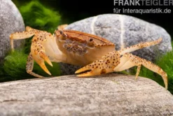 Linsenkrabbe, Parathelphusa cf. convexa, Zufällig ausgewählt