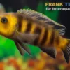 Lions Cove-Zwergmaulbrüter, Cynotilapia afra "Lions Cove Sanga Bay", 3 cm