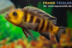 Lions Cove-Zwergmaulbrüter, Cynotilapia afra "Lions Cove Sanga Bay", 3 cm