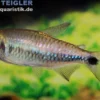 Lippenstift-Salmler, Moenkhausia cosmops