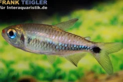 Lippenstift-Salmler, Moenkhausia cosmops