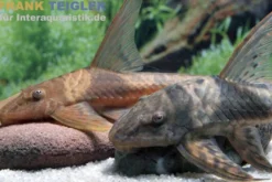 Llanero-Störwels, Lamontichthys llanero (Peitschenwels)
