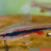 Längsband-Ziersalmler, Nannostomus beckfordi