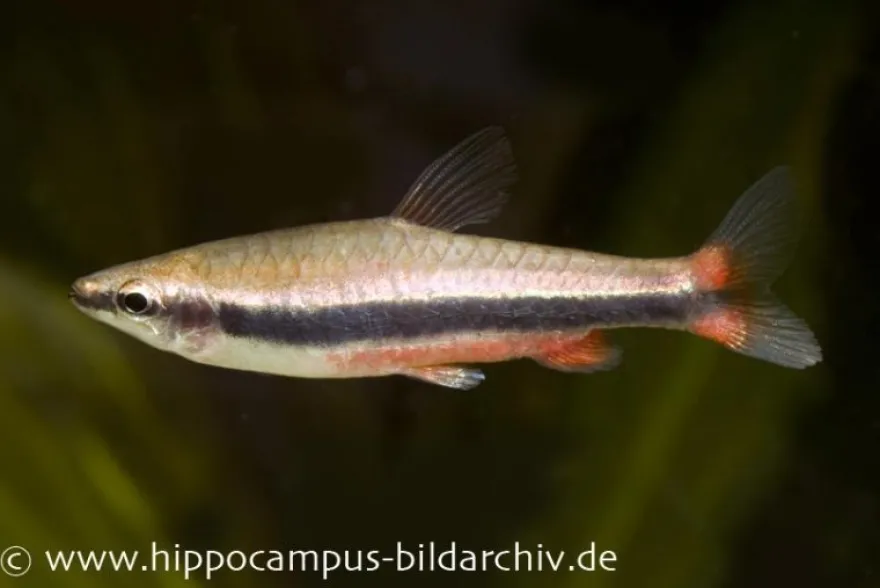 Längsband-Ziersalmler, Nannostomus beckfordi