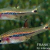 Längsband-Zwergbärbling, Boraras urophthalmoides