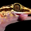 Lohatsara Gecko, Paroedura lohatsara