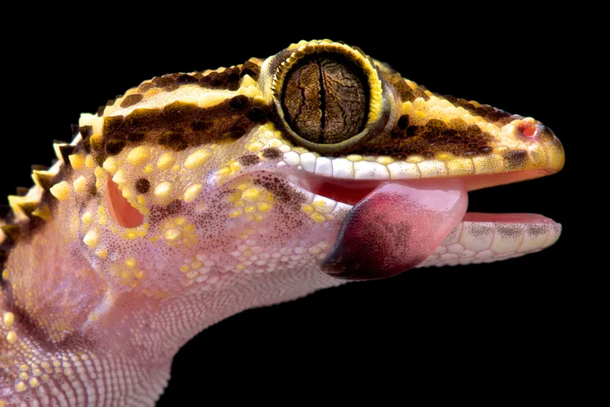 Lohatsara Gecko, Paroedura lohatsara