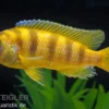 Lombardos Maulbrüter, Pseudotropheus lombardoi, DNZ
