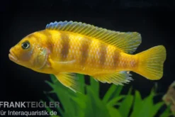 Lombardos Maulbrüter, Pseudotropheus lombardoi, DNZ