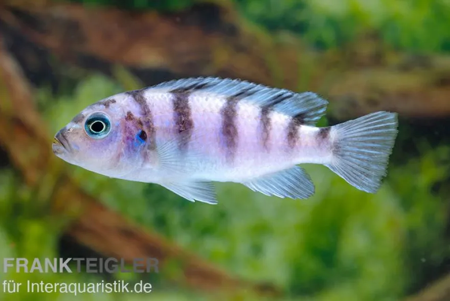 Lombardos Maulbrüter, Pseudotropheus lombardoi, DNZ