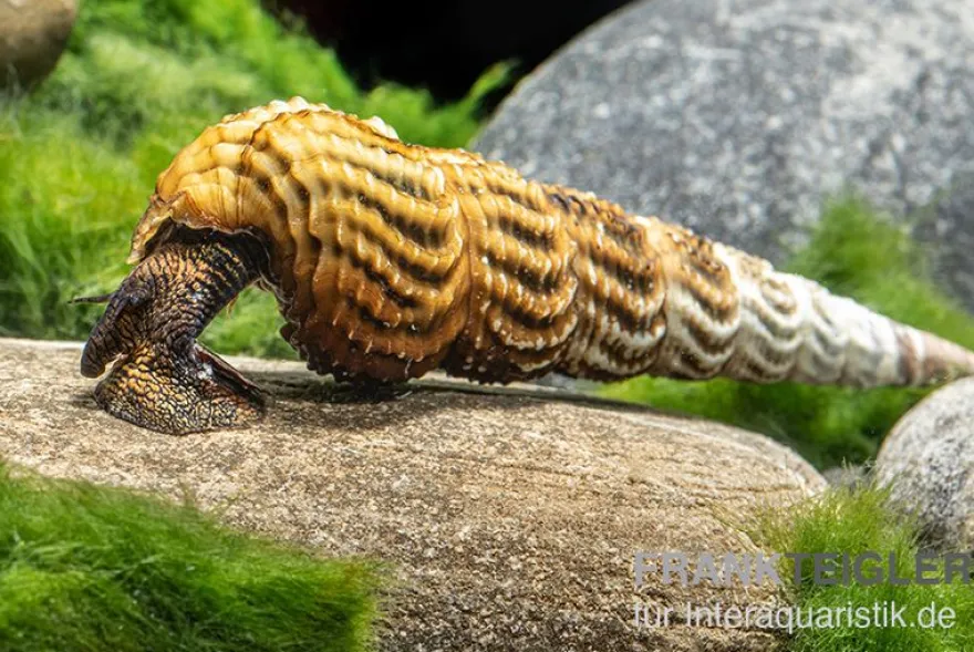 Lone Wolf Tylomelania, Tylomelania sp. Lone Wolf