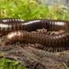 Long Leg-Millipede, Spirostreptus spec.