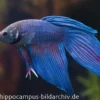 Long Tail Kampffisch blau, Männchen, Betta splendens