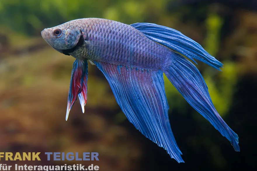 Longtail Kampffisch Blue Flower, Männchen, Betta splendens