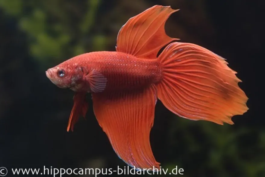 Long Tail Kampffisch rot, Männchen, Betta splendens