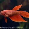 Long Tail Kampffisch rot, Weibchen, Betta splendens