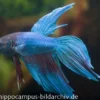 Long Tail Kampffisch türkis, Betta splendens, Männchen