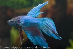 Long Tail Kampffisch türkis, Betta splendens, Männchen