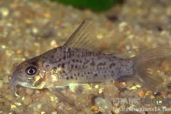 Loreto Panzerwels, Corydoras loretoensis